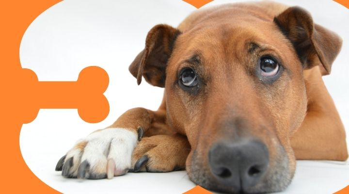 7 Early Warning Signs of Cancer in Dogs